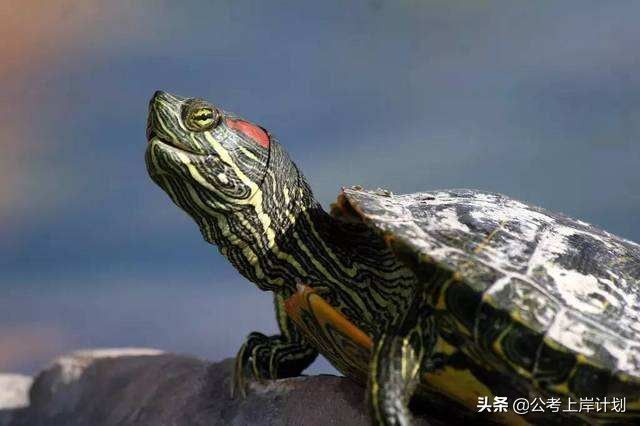 最危险入侵物种:巴西龟