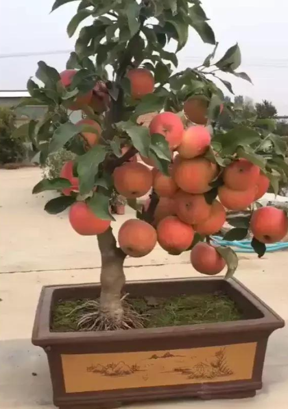 家里阳台养这4种果树，植株矮小，结果颇多，还能当盆栽欣赏