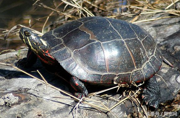 龟类观赏市场的五种潜力龟种