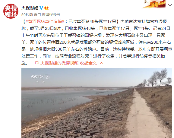 黄河死猪事件追踪：已收集死猪48头死羊17只