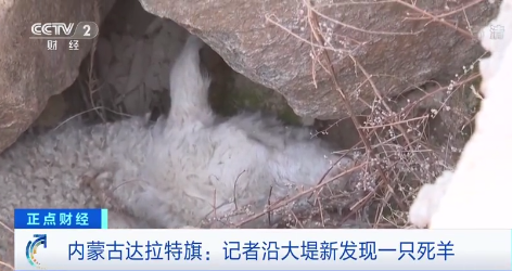 黄河死猪事件追踪：已收集死猪48头死羊17只