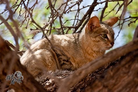 非洲国家平时吃什么？不吃狗肉吃猫肉，牛羊肉便宜管够