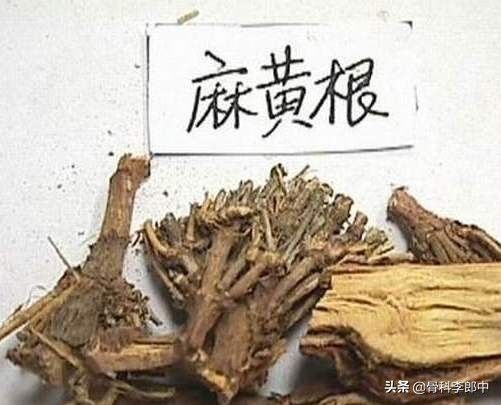 中药麻黄、麻黄绒及麻黄根药效区别