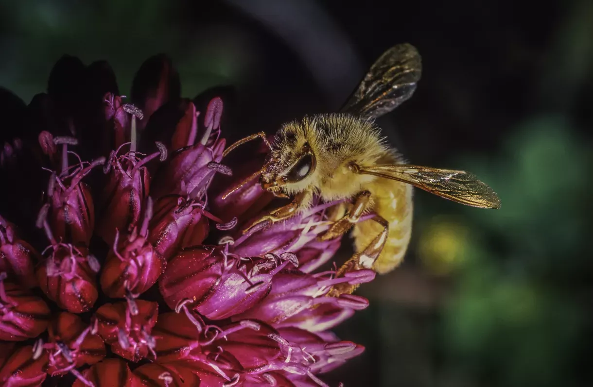谈谈如何识别昆虫？