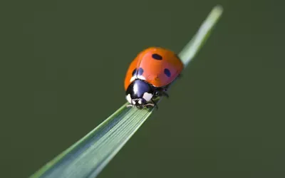 谈谈如何识别昆虫？