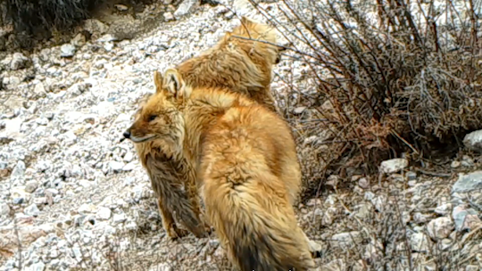 青藏高原腹地高海拔地区首次记录到豺的活动影像