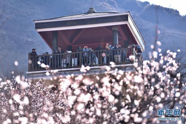 3月27日，游客在林芝市嘎拉村观赏盛开的桃花。