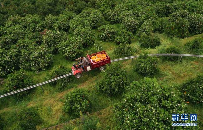 重庆奉节：产业助推乡村振