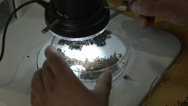 三星堆从何而来？探寻古蜀文明，打卡宝墩遗址