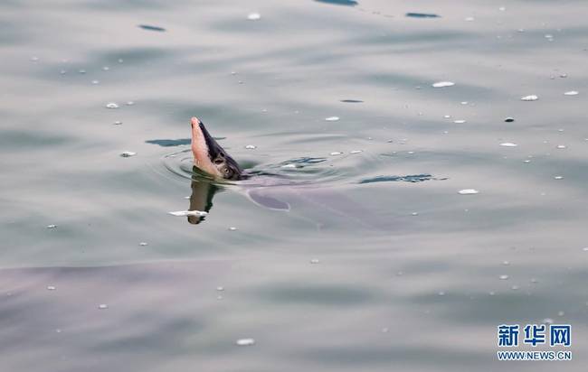 4月10日拍摄的放流到长江中的中华鲟。新华社发（郑家裕 摄）