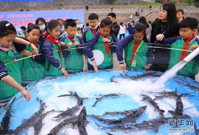 4月10日，小学生在中华鲟放流池边听老师讲解中华鲟相关知识。新华社发（黄善军 摄）